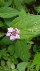 Lantana achyranthifolia