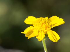 Hymenothrix biternata