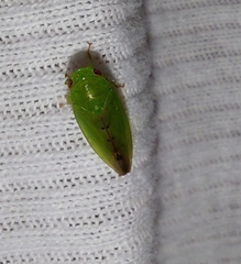 Ponana