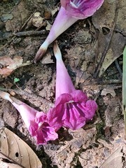 Bignonieae