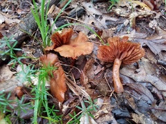 Cortinarius distans