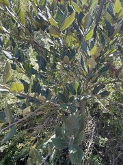 Quercus ilex