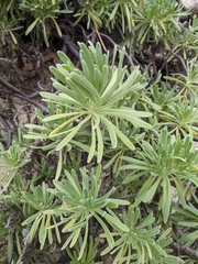 Tournefortia gnaphalodes