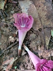 Bignonieae