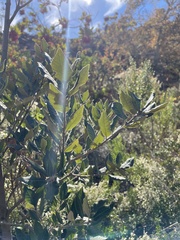 Quercus ilex