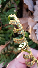 Polypodium appalachianum