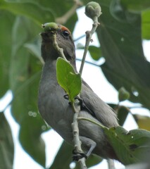 Melopyrrha violacea
