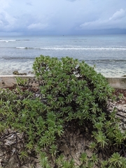 Tournefortia gnaphalodes