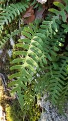 Polypodium appalachianum