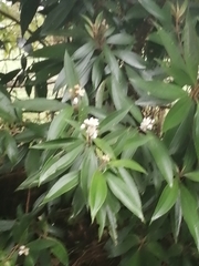 Miconia xalapensis