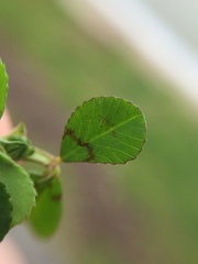 Trifolium tomentosum
