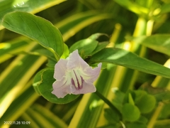 Ruellia repens