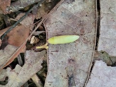 Bignonieae