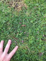 Trifolium tomentosum