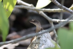 Anolis