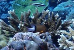 Plectroglyphidodon dickii