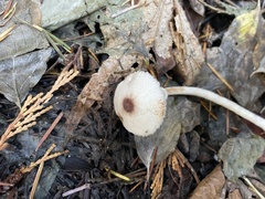 Lepiota