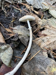 Lepiota