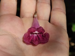 Bignonieae
