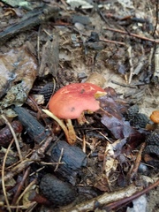 Phylloporus leucomycelinus