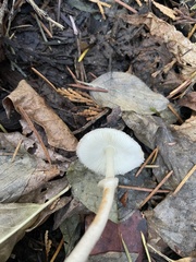 Lepiota
