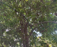 Plagianthus regius