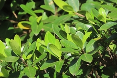 Melicytus ramiflorus