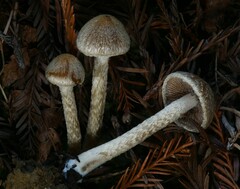 Psathyrella frustulenta