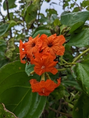 Cordia sebestena