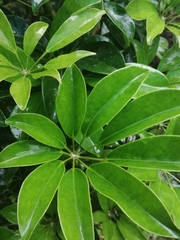 Heptapleurum arboricola