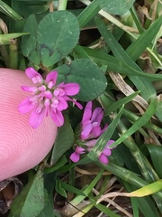 Trifolium tomentosum