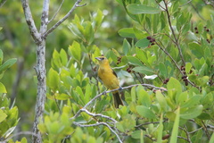 Icterus cucullatus