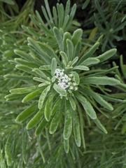 Tournefortia gnaphalodes