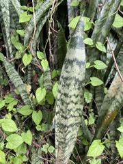 Sansevieria