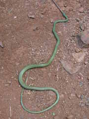 Philothamnus semivariegatus