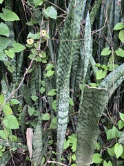 Sansevieria