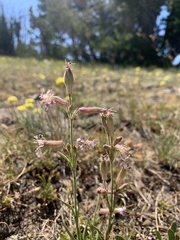 Silene oregana