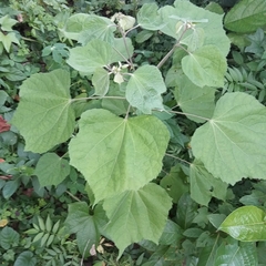 Triumfetta semitriloba