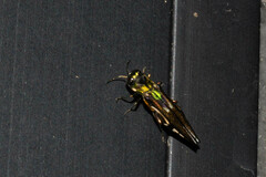 Agrilus