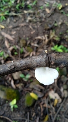 Oudemansiella australis