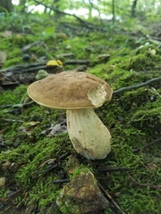 Xerocomus ferrugineus