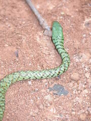 Philothamnus semivariegatus