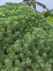 Tournefortia gnaphalodes