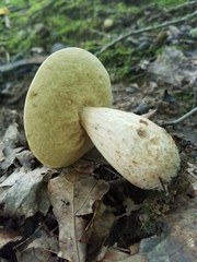 Xerocomus ferrugineus