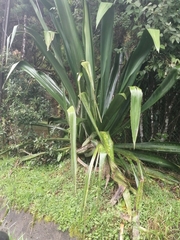 Furcraea cabuya