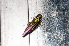 Agrilus