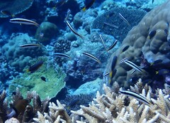 Thalassoma amblycephalus