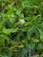 Alternanthera flavescens