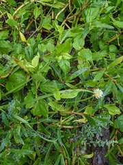 Alternanthera flavescens