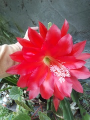 Disocactus ackermannii